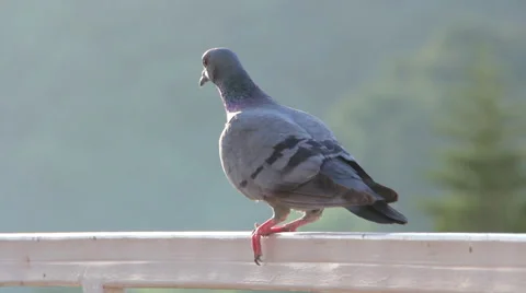 Rock pigeon Vídeos de archivo 44268541