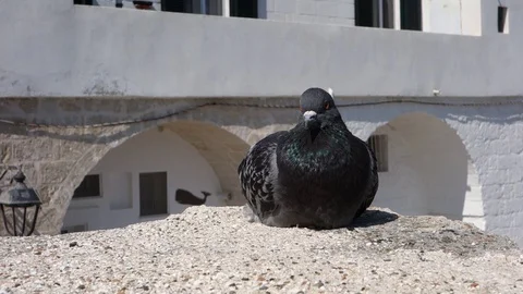 Rock pigeon. Stock Footage 107458763