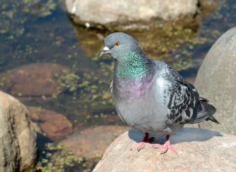 Rock pigeon Stock Photos