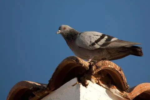 Rock Pigeon Foto stock