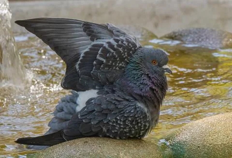 Rock pigeon spreading wing while bathing in fountain water with detailed ir.. Фото