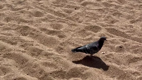 Rock pigeon walking on sandy ground in natural daylight 스톡 동영상 338282968
