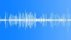 Rock Pipit CU AlarmSound Effect