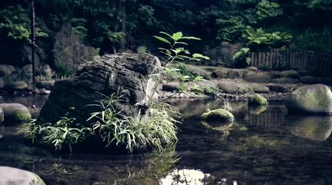 Rock in the pond Stock Footage 54896569