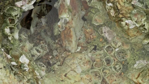 Rock Pool with Barnacle Covered Surface at Low Tide Video stock 336939698