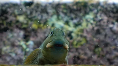 Rock-pool blenny resting on stairs looking at camera Stock Footage 340050786