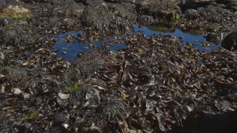 Rock pool covered in seaweed. Stock-Footage 202069039
