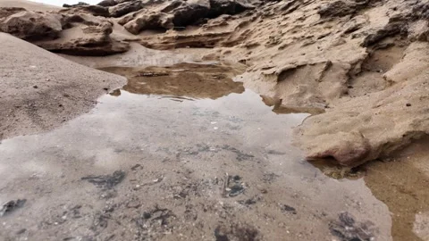 Rock pool with fish Stock Footage 333582652