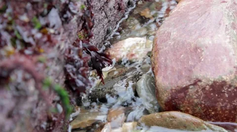 Rock-pool flowing water close-up Stock Footage 43387324