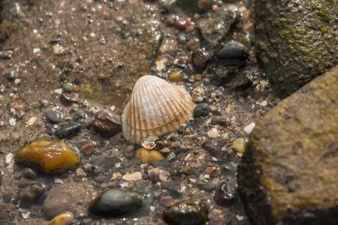 Rock pool shell Stock Photos