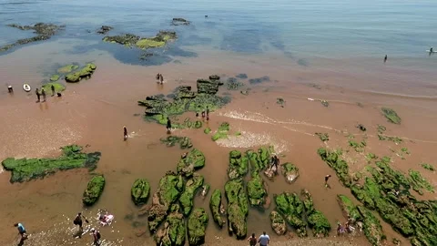 Rock pooling in Devon Vidéo 155584477