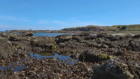 Rock Pools covered in seaweed. Stockbeeldmateriaal 202069044