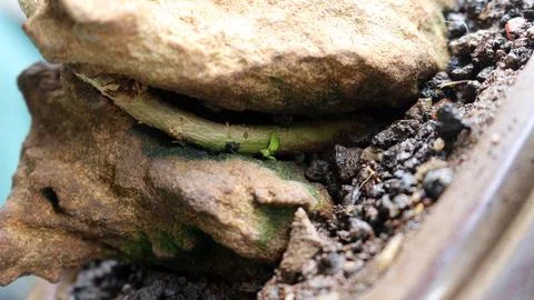 A rock in a pot Stock Photos
