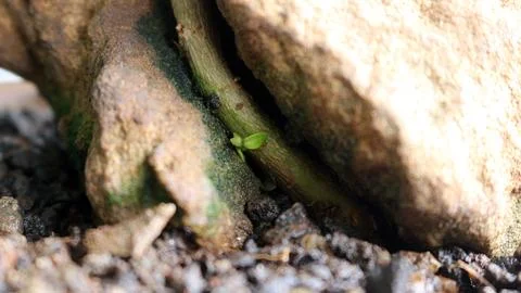A rock in a pot Stock Photos