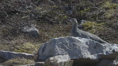 Rock Ptarmigan Stock Footage 144838370