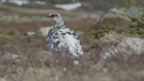 Rock Ptarmigan Stock Footage 144838386