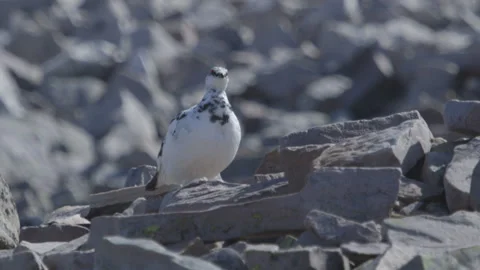 Rock Ptarmigan Stock Footage 144838427