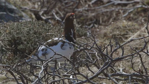 Rock Ptarmigan Stock Footage 144838804