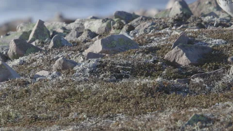 Rock Ptarmigan Stock Footage 144838808
