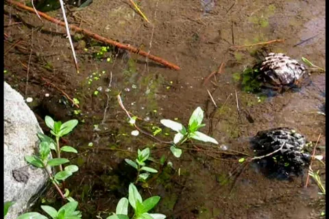 Rock in Puddle Видео 420522