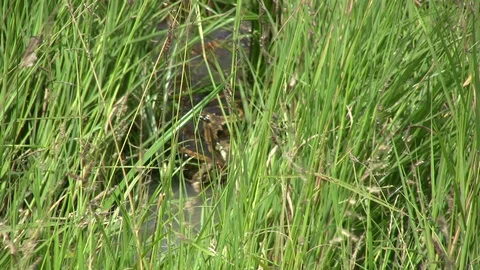 A rock python hiding in a small stream with tall grass 스톡 동영상 87223864