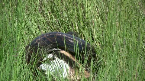 Rock python killing a gazelle 2 Video stock 700241