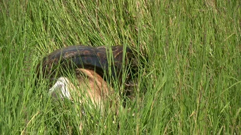 Rock python killing a thompson gazelle Stock Footage