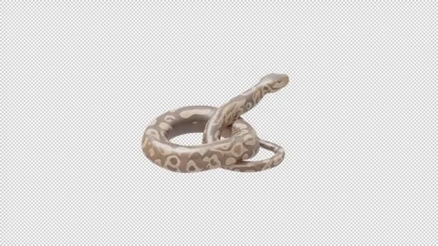 Rock python - Loop Alpha HD ProRes 库存影片 328354635