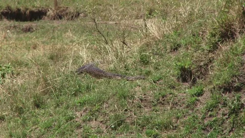 Rock python moving into a hole Stock Footage 71050447