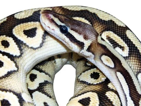 Rock python snake isolated on white Foto stock