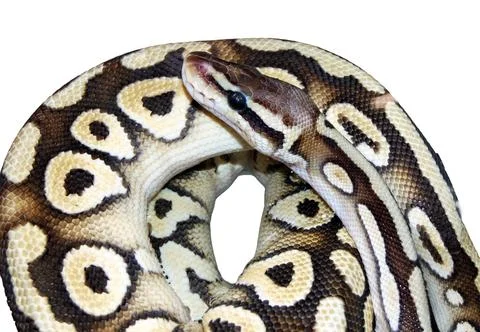 Rock python snake isolated on white 库存照片