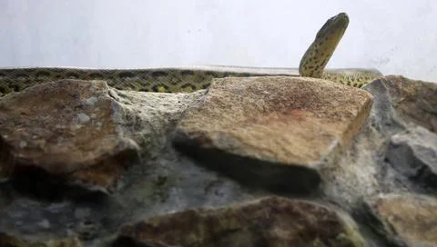 The rock python snake stands on the rock. Against the background of the pale Stock Photos