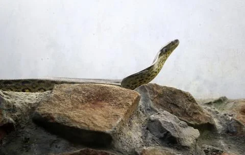 The rock python snake stands on the rock. Against the background of the pale Stockfoto's