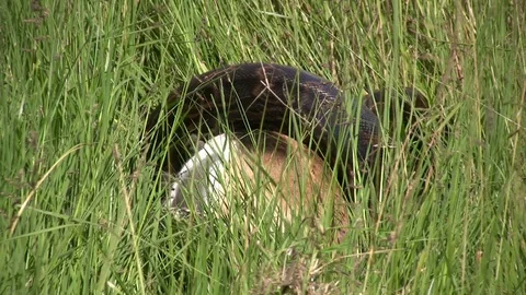 A rock python squeezes a grown thompson gazelle. 库存影片 87224045