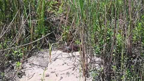 Rock python in the tall grass in Kaziranga national park 스톡 동영상 308530585