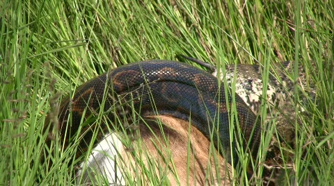 A rock python in trouble.horn piercing stomach Stock Footage 700012