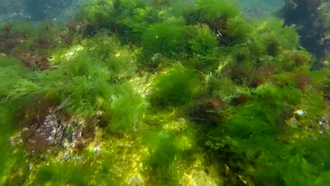 Rock reef covered with green algae Sea Lettuces (Ulva maeotica) in Black sea Stock Footage 245437597