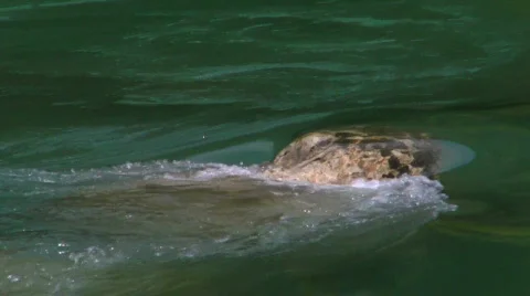 Rock in the river Stock Footage 825136