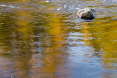 Rock in River with Reflection Stock Photos