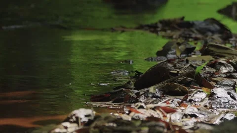 Rock on the riverbank in the forest Stock Footage 303395414