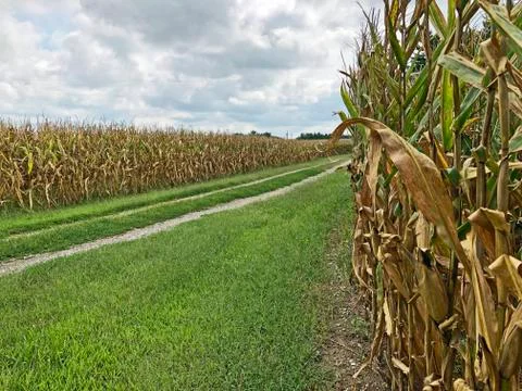 Rock Road Between Two Corn Fields Stock Photos