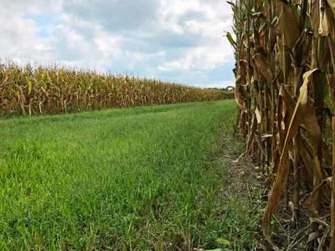 Rock Road Between Two Corn Fields Foto stock