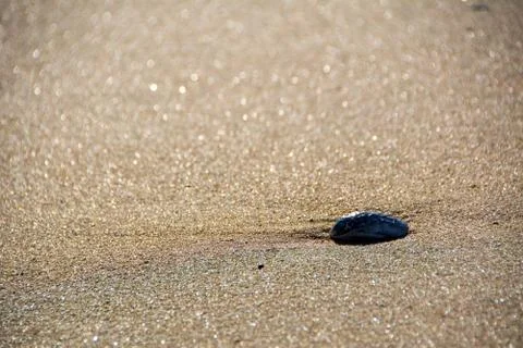 Rock on Sandy Beach Close up Stock Photos