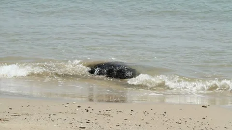 Rock at the seashore and waves Video stock 7748595