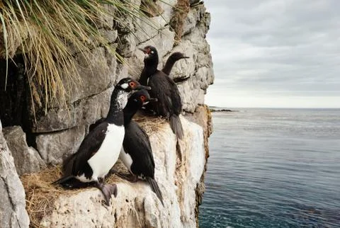 Rock shags nesting on the ledges of steep, bare, rocky cliffs Stock Photos