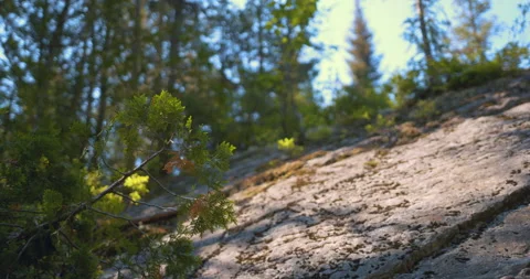 Rock slope with conifer / Focus pull back Stock Footage 130921351