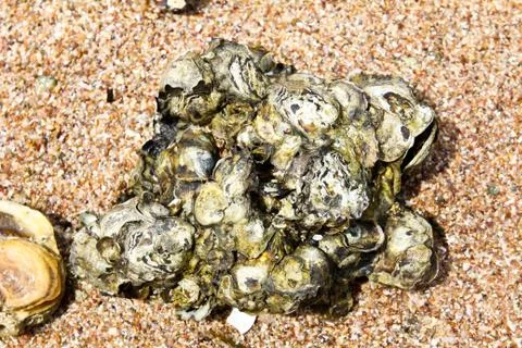 Rock solid shell on the beach. Stock Photos