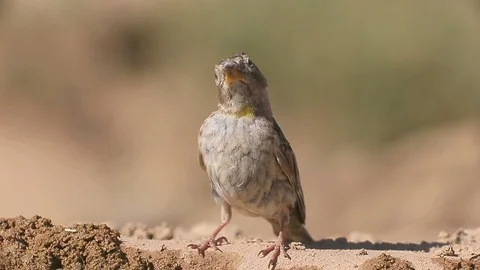 Rock sparrow G6230 Stock Footage 98314550