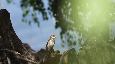 Rock sparrow sitting on a tree branch. SLOW MOTION Stock Footage 114748804