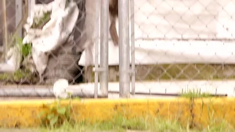 Rock squirrel breaking into a greenhouse Stock-Footage 131660663